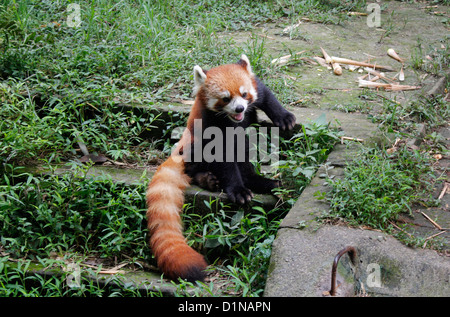 roter Panda auch als kleinere Panda und rote Katze-Bär, Bäumen lebende Säugetier chinesischen Panda Chengdu Panda Breeding und Forschungszentrum Stockfoto