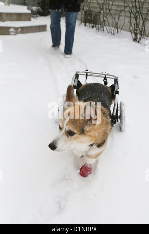 Einen behinderten Corgi Hund zu Fuß mit einem Wagen im Schnee. Stockfoto