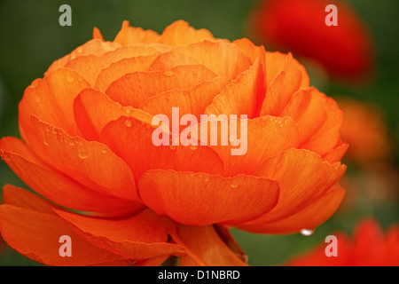 Eine einzelne orange Ranunkel-Blume, zeichnet sich unter einem Feld der Farbe. Stockfoto