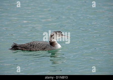 Gavia Immer, Juvenile Great Northern Diver Stockfoto