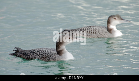 Gavia Immer, Juvenile Great Northern Diver Zuflucht in Newlyn Harbour Stockfoto