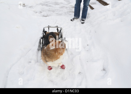 Ein behinderter Hund im Schnee blickt zurück auf seine Besitzer. Stockfoto