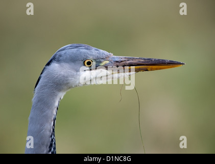 Ardea Cinerea, Graureiher, verbraucht er nur ein Nagetier Stockfoto