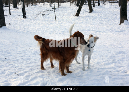 Zwei Hunde treffen auf einen Hundepark. Stockfoto