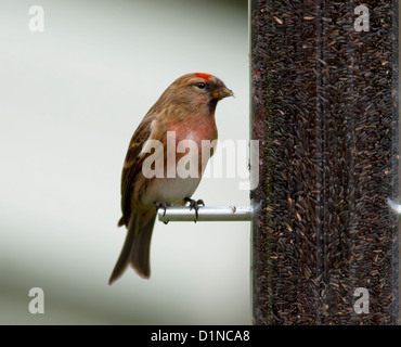 Redpoll auf einem feeder Stockfoto