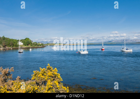 Ginster im Vordergrund und Yachten vor Anker am Connel Blick auf North Connel & LedaIg Punkt Argyll & Bute Schottland Stockfoto