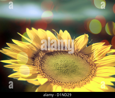 DIGITALE Kunst: Sonnenblume Stockfoto