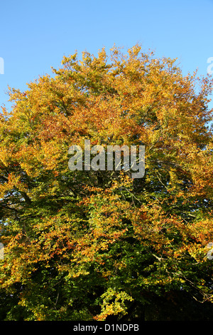 Buche, Fagus Sylvatica, Fagaceae, im Herbst Farbe, Hertfordshire, UK. Stockfoto