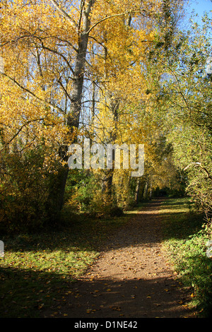 Pappeln entlang einer englischen Landstraße im Herbst. Stockfoto