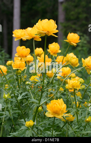 schöne Globeflower Closeup im Wald Stockfoto