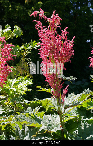 Die Türkei-Rhabarber Rheum Palmatum, Knie. Auch türkische Rhabarber, Chinesischer Rhabarber, indischen Rhabarber, russischen Rhabarber genannt. Stockfoto