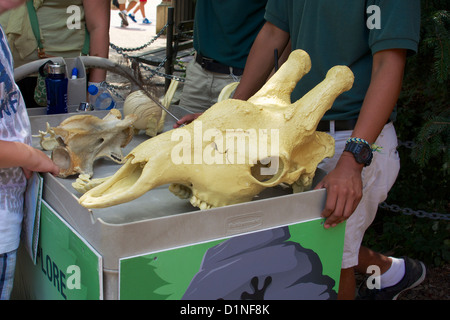 Giraffe Schädel und andere tierische Artefakte auf dem Display. Lincoln Park Zoo Chicago (Illinois) Stockfoto