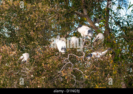 Australische White Ibis (Threskiornis Molukken), Sherwood Vogel Zuflucht, Brisbane, Queensland, Australien Stockfoto