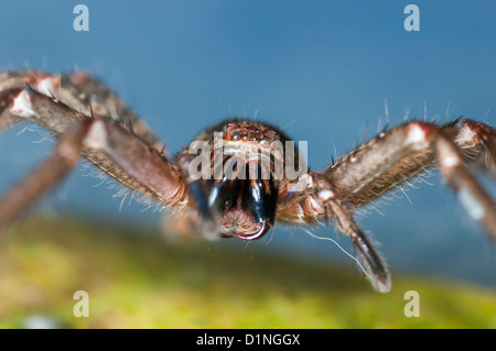 Abzeichen-Spider oder Schild Jäger, Queensland, Australien Stockfoto