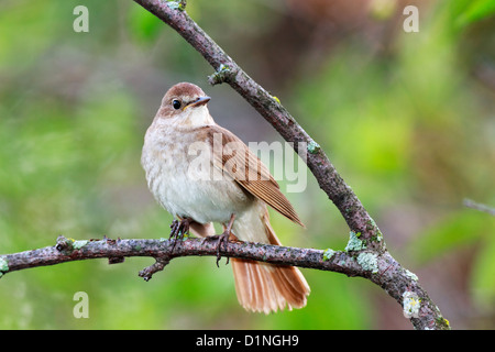 Luscinia Luscinia. Die Thrush Nightingale hocken auf einem Ast des Baumes. Stockfoto