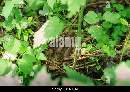 Der Vogel brütet seinen Eiern im Nest. Luscinia Luscinia, Thrush Nightingale. Stockfoto