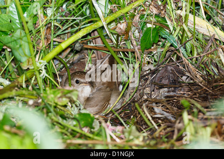 Vogel wärmt ihre Küken im Nest. Luscinia Luscinia, Thrush Nightingale. Stockfoto