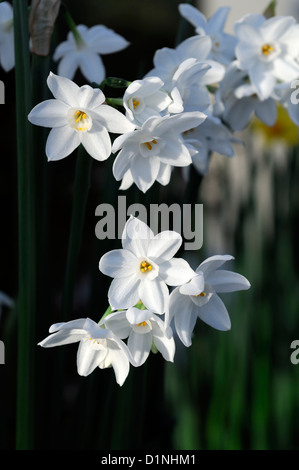 Narzisse Ziva Paperwhites Pflanzen weiße Blumen Blüte Blüten Blumenzwiebeln Frühjahr duftenden duftenden Narzissen Paperwhite RM Floral Stockfoto