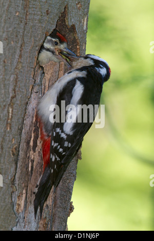 Great Spotted (Dendrocopos großen) Stockfoto