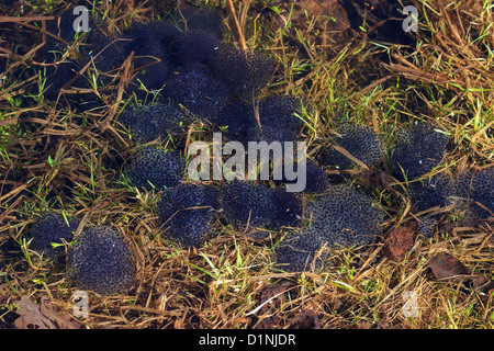 Frogspawn im Frühling See Stockfoto