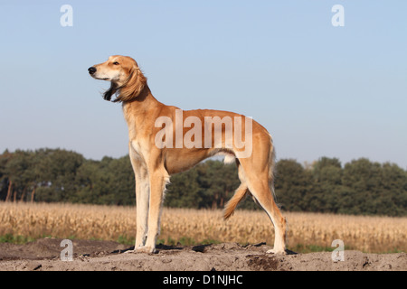 Saluki Hund / persische Windhund Erwachsene standard Profil Stockfoto