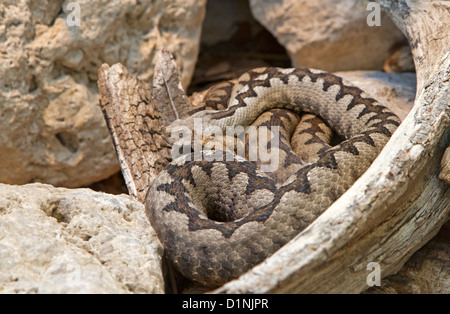 Hornotter / Vipera Ammodytes Stockfoto