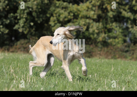 Saluki Hund / persische Windhund Stockfoto