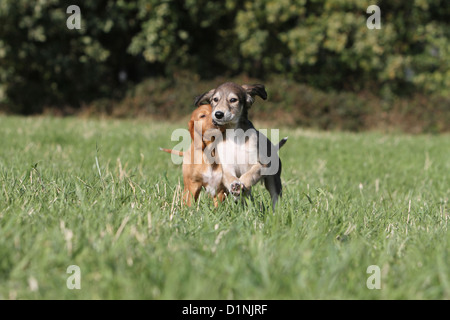 Saluki Hund / persische Windhund Welpen Welpen zwei Welpen laufen auf einer Wiese Stockfoto