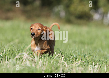 Saluki Hund / persische Windhund Welpen laufen auf einer Wiese Stockfoto