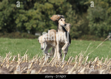 Saluki Hund / persische Windhund zwei Erwachsene in einem Feld Stockfoto