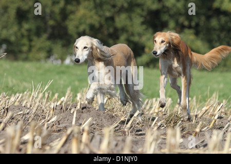 Saluki Hund / persische Windhund zwei Erwachsene in einem Feld Stockfoto