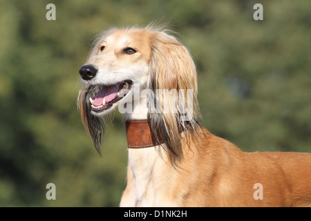 Saluki Hund / persische Windhund Erwachsenen Porträt Stockfoto