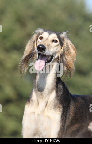 Saluki Hund / persische Windhund Erwachsenen Porträt Stockfoto