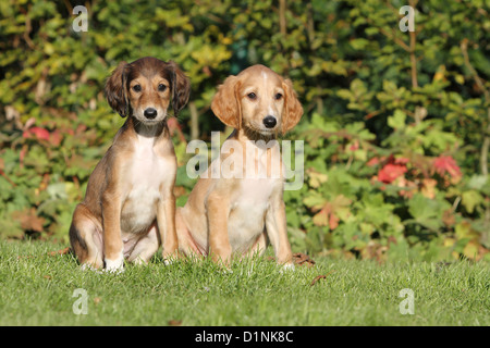 Saluki Hund / persische Windhund zwei Welpen sitzen Stockfoto