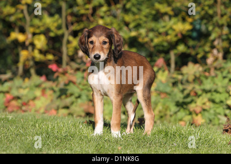 Saluki Hund / persische Windhund Welpen stehen Stockfoto