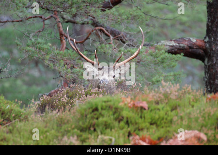 Rotwild-Hirsch (Cervus Elaphus), Highlands, Schottland, UK Stockfoto