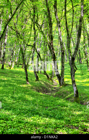 Landschaft im Wald im Frühjahr in Rumänien. Stockfoto