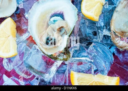 Frisches rohes Halbschale Austern auf Eis anrichten, Golf von Mexiko Küste, Texas, USA Stockfoto