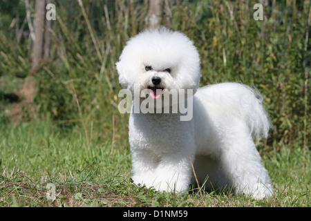 Hund Erwachsene Standardprofil Bichon Frise Stockfoto