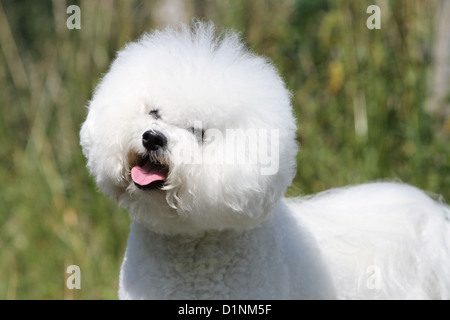 Hund Bichon Frise Erwachsenen Porträt Stockfoto