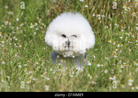 Hund Bichon Frise Stockfoto