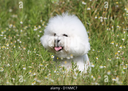 Hund Bichon Frise Erwachsenen Porträt Stockfoto