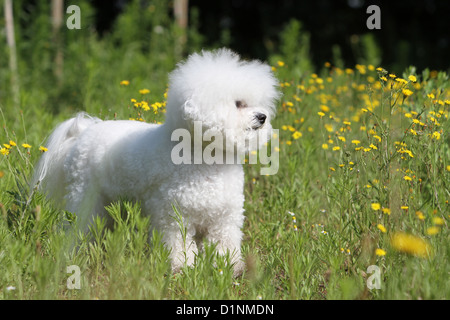 Hund Bichon Frise Erwachsene stehen auf dem Rasen Stockfoto