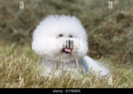 Hund Bichon Frise Erwachsenen Porträt Stockfoto