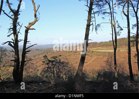 Alte Route von A3, jetzt angelegten nach Eröffnung des Tunnels unter Hindhead Gemeinsame, Surrey, England, Großbritannien, USA, UK, Europa Stockfoto