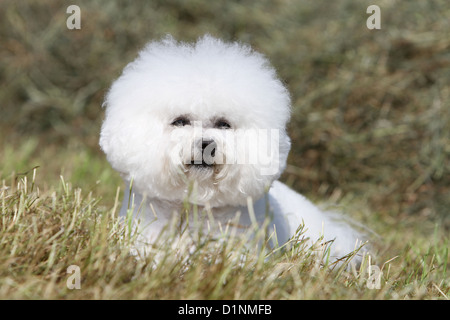 Hund Bichon Frise Erwachsenen Porträt Stockfoto