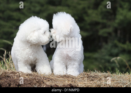 Bichon Frise zwei Erwachsene Küsse sitzen Hund Stockfoto