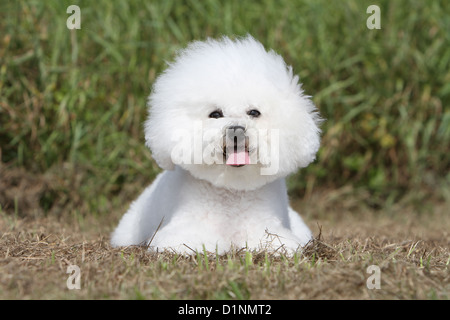 Hund Bichon Frise Stockfoto