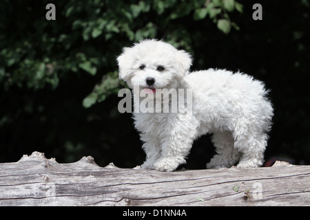 Bichon Frise Welpen stehen auf einem Holz Hund Stockfoto