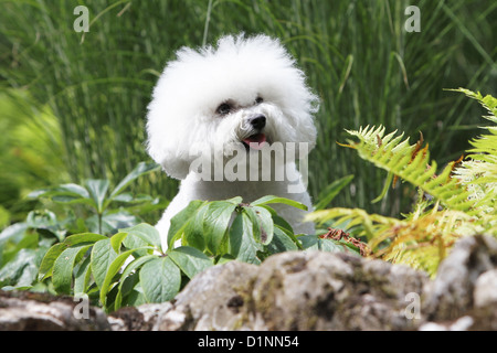 Hund Bichon Frise Erwachsenen Porträt Stockfoto